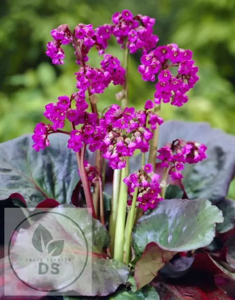 Bergenia 'Ouverture' ('Eroica')