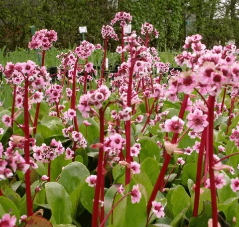 Bergenia 'Silberlicht'