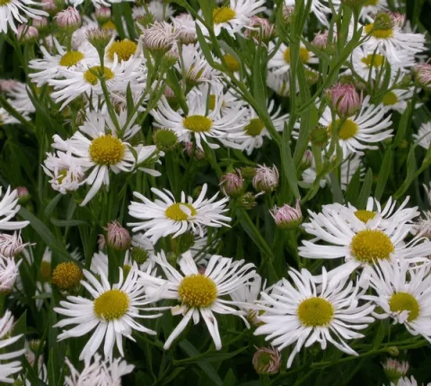 Boltonia aster. 'Snowbank'