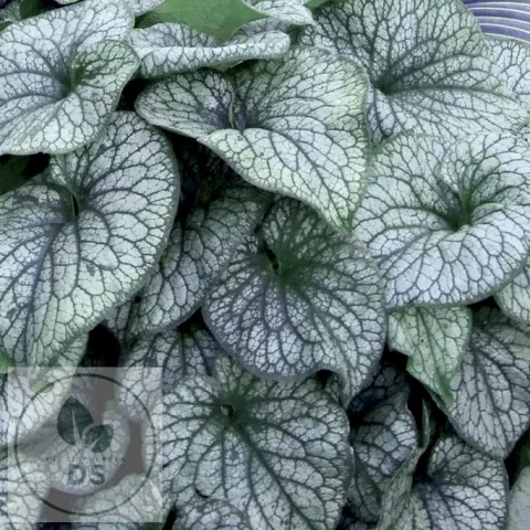 Brunnera macr. 'Alexander's Great'