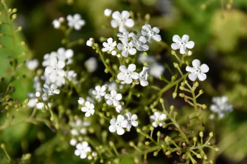 Brunnera macr. 'Betty Bowring'
