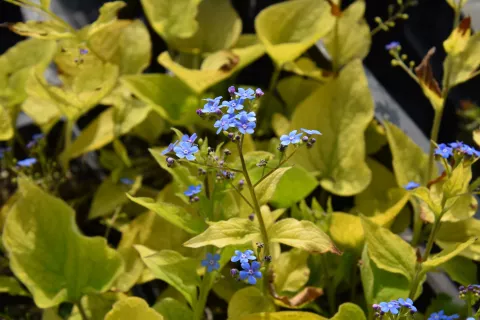 Brunnera macr. 'Diane's Gold'