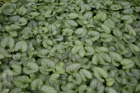 Brunnera macr. 'Jack Frost'