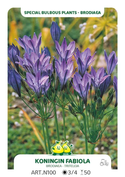 Brodiaea 'Koningin Fabiola'