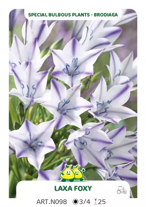 Brodiaea laxa 'Foxy'