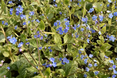 Brunnera macr. 'Sea Heart'