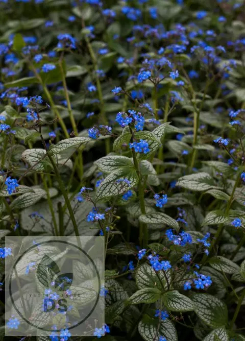 Brunnera macr. 'Silver Heart'