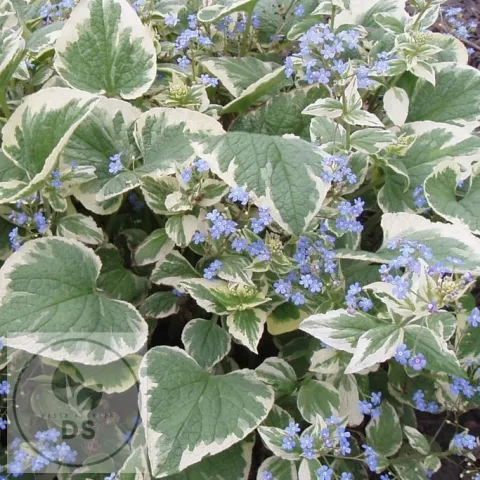 Brunnera macr. 'Variegata'