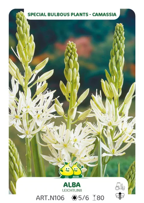 Camassia leichtlinii 'Alba'