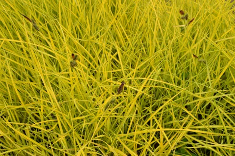Carex elata 'Aurea' ('Bowles Golden')