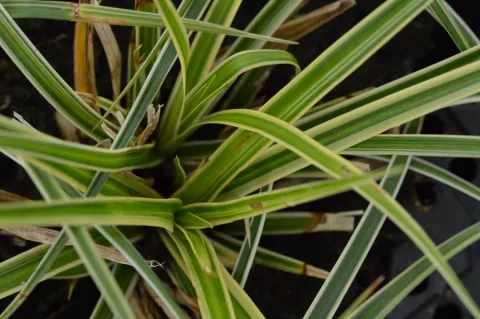 Carex morrowii 'Aureovariegata'