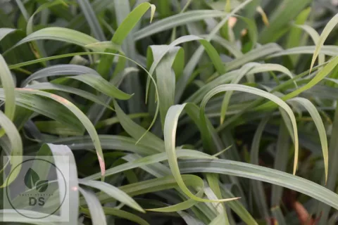 Carex laxiculmis 'Bunny Blue'