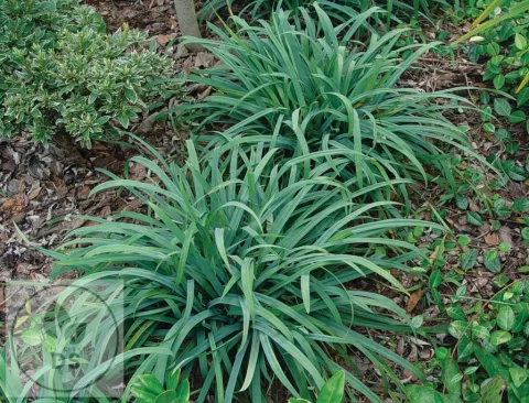 Carex laxiculmis 'Bunny Blue'