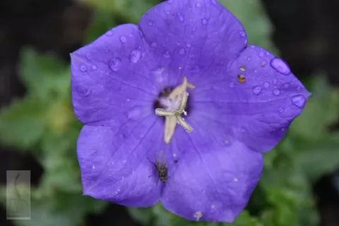Campanula carp. 'Blaue Clips'