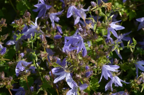 Campanula posch. 'Blauranke'