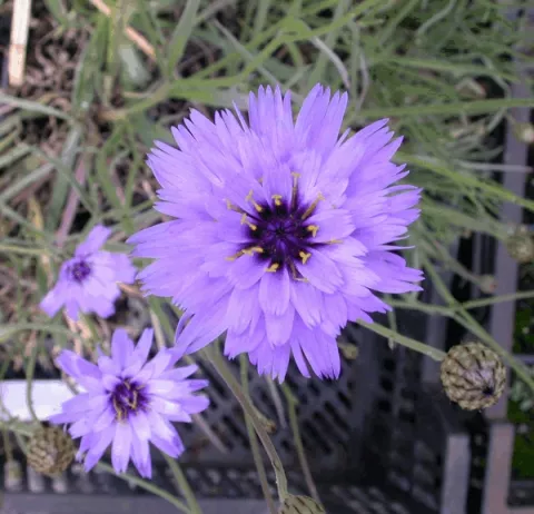 Catananche caerulea