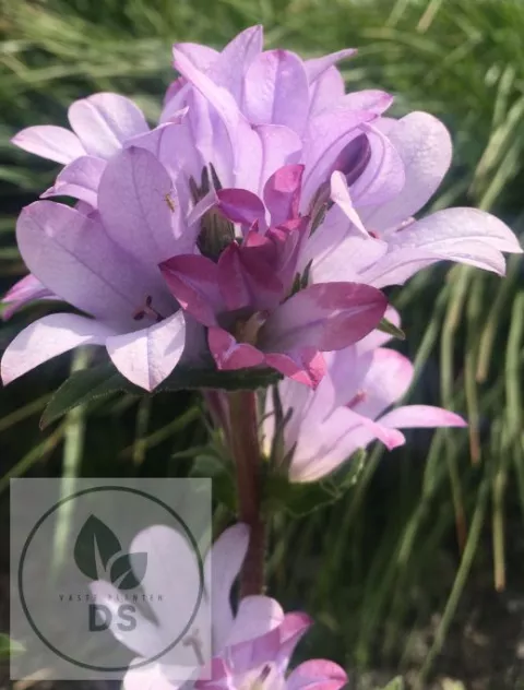 Campanula glom. 'Caroline'