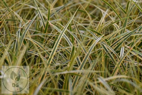 Carex morrowii 'Everglow'