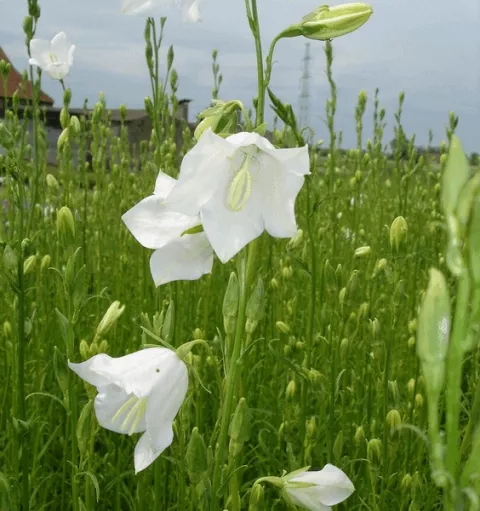 Campanula pers. 'Grandifl. Alba'