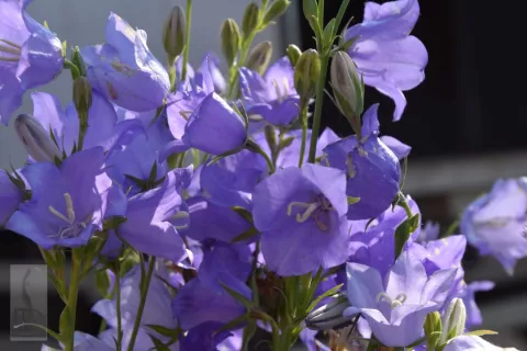 Campanula pers. 'Grandifl. Coerulea'