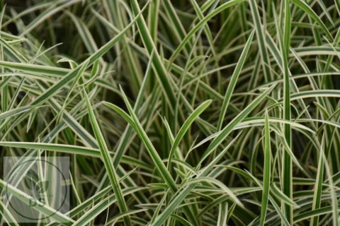 Carex morrowii 'Goldband'