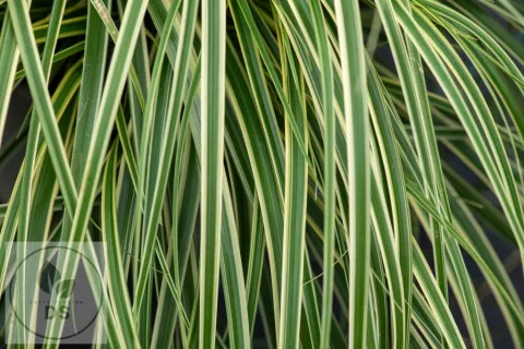Carex osh. 'Goldwell'