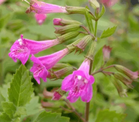 Calamintha grandiflora