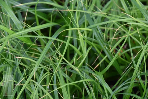 Carex osh. 'J.S. Greenwell'