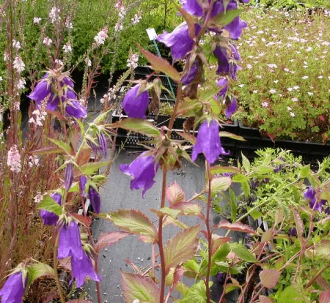 Campanula hybr. 'Kent Belle'