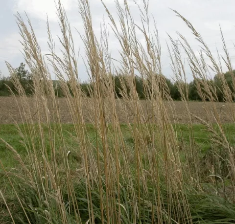 Calamagrostis acut. 'Karl Foerster'