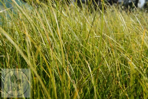 Carex flagellifera 'Kiwi'