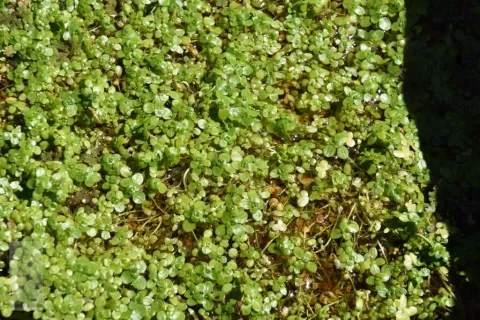 Callitriche palustris