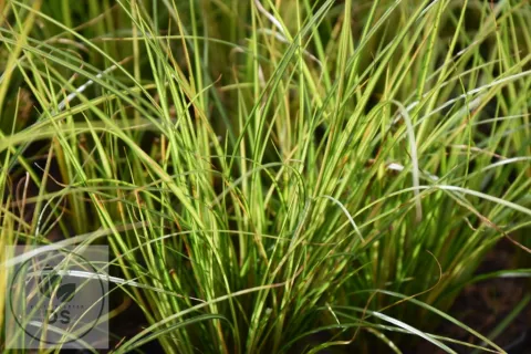 Carex brunnea 'Lady Sunshine'