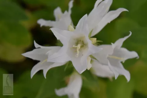 Campanula latifolia var. macrantha 'Alba'
