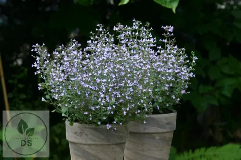 Calamintha nep. 'Marvelette Blue'