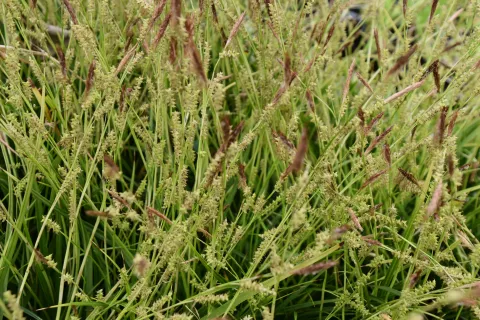 Carex morrowii 'Mosten'