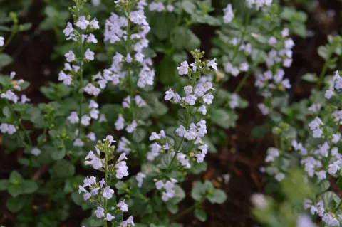Calamintha nepeta ssp. nepeta