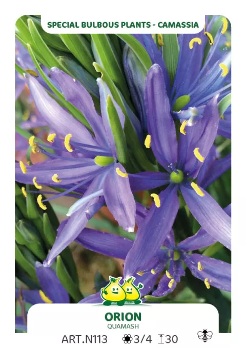 Camassia quamash 'Orion'