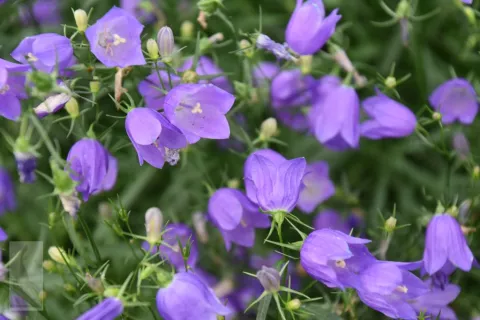 Campanula rotundifolia 'Olympica'