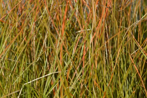 Carex testacea 'Prairie Fire'