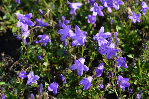 Campanula portenschlagiana