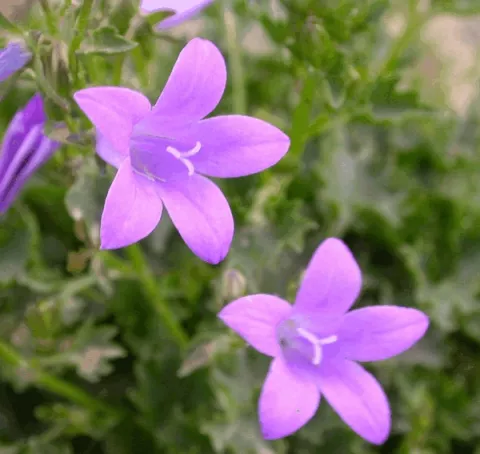 Campanula poscharskyana