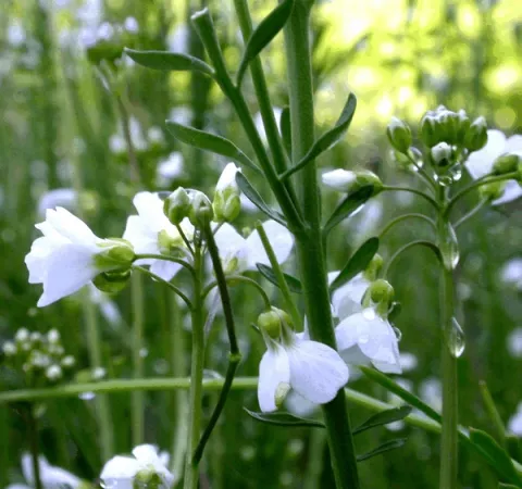 Cardamine pratensis