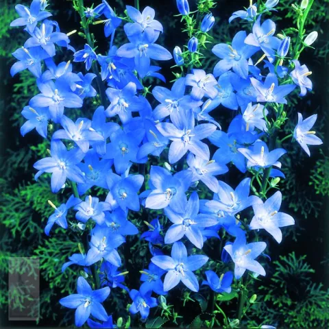 Campanula pyramidalis