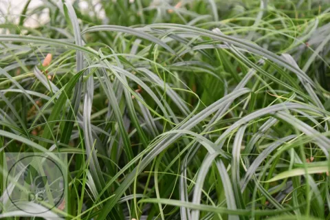Carex hybr. 'Ribbon Falls'