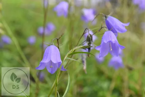 Campanula rotundifolia