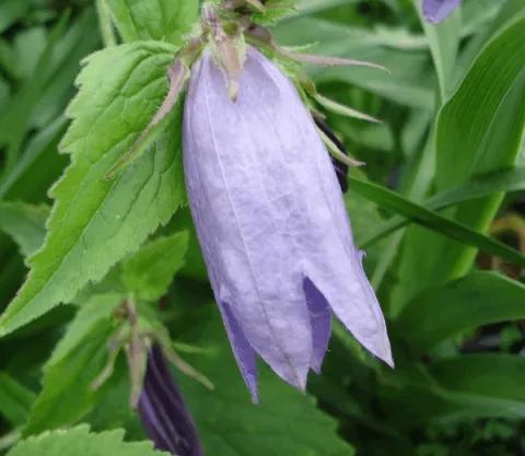 Campanula hybr. 'Sarastro'