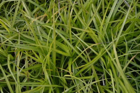 Carex musk. 'Silberstreif'