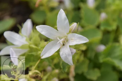 Campanula posch. 'Silberregen'