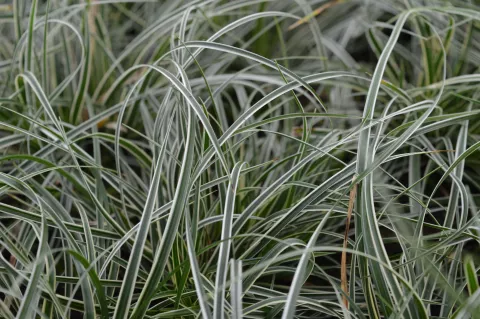 Carex conica 'Snowline'